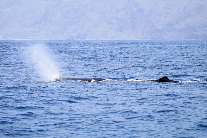 Madeira Dolphin & Whale Watching Tour - Comfort checklist: windbreaks, sea spray, and seasickness basics
