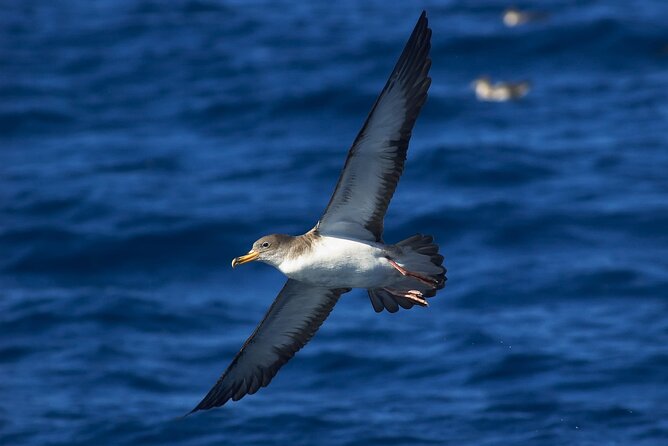 Madeira Dolphin & Whale Watching Tour - Timing and tour length: why you might come back faster than expected
