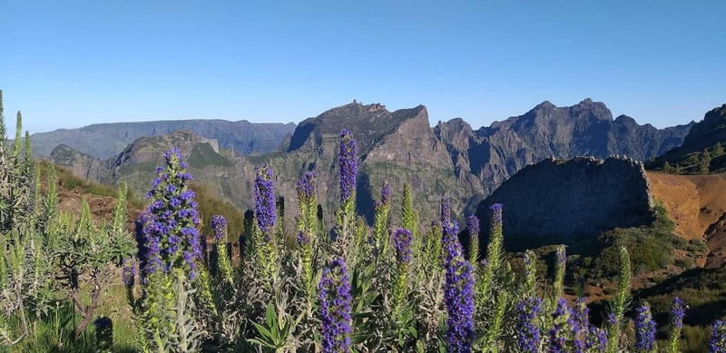 Madeira East Island Tour and Levada Walk - Getting Above Funchal: national park viewpoints and black-forest drive