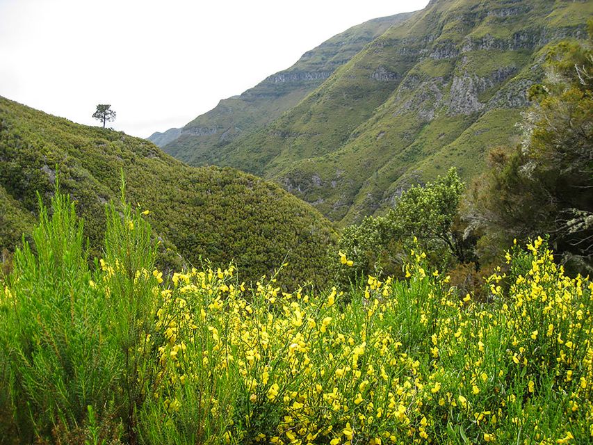 Madeira: Enjoy a Guided Levada Walk in the Rabaçal Valley - Levada walking in Madeira: why this one feels special
