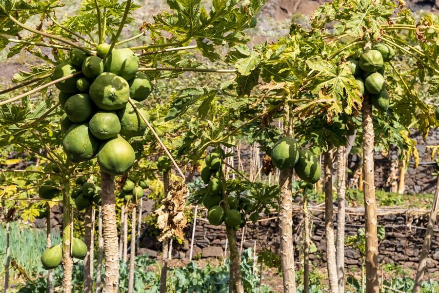 Madeira: Faja dos Padres Private Sightseeing Tour - Key Things to Know Before You Go
