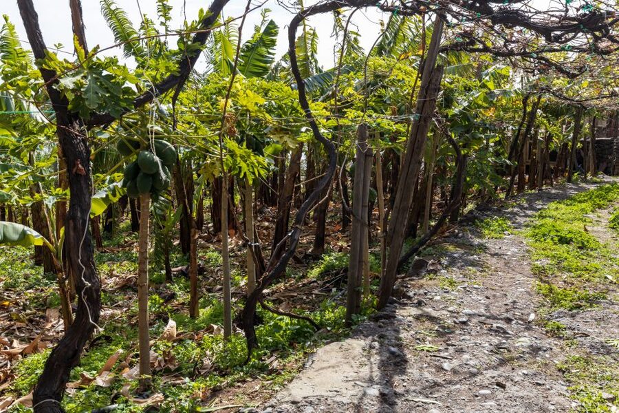 Madeira: Faja dos Padres Private Sightseeing Tour - Panorama Time: How Guides Explain the Place Beyond Photos