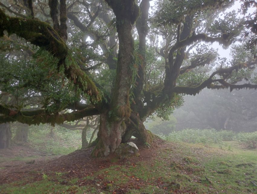 Madeira: Fanal Forest Guided Hiking Tour - Key highlights worth planning around