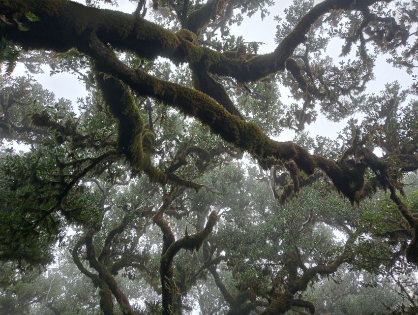 Madeira: Fanal Forest Guided Hiking Tour - Walking among centennial trees for about 105 minutes
