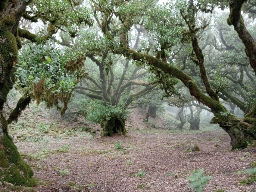 Madeira: Fanal Forest Guided Hiking Tour - Spotting viewpoints and the north coast on the return