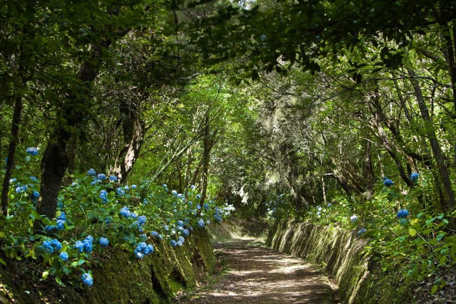 Madeira: Full-Day Laurel Forest Guided Walking Tour - Key highlights at a glance
