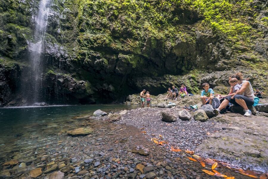 Madeira: Full-Day Laurel Forest Guided Walking Tour - Why Madeira’s Laurel Forest Levadas Still Feel Like Magic