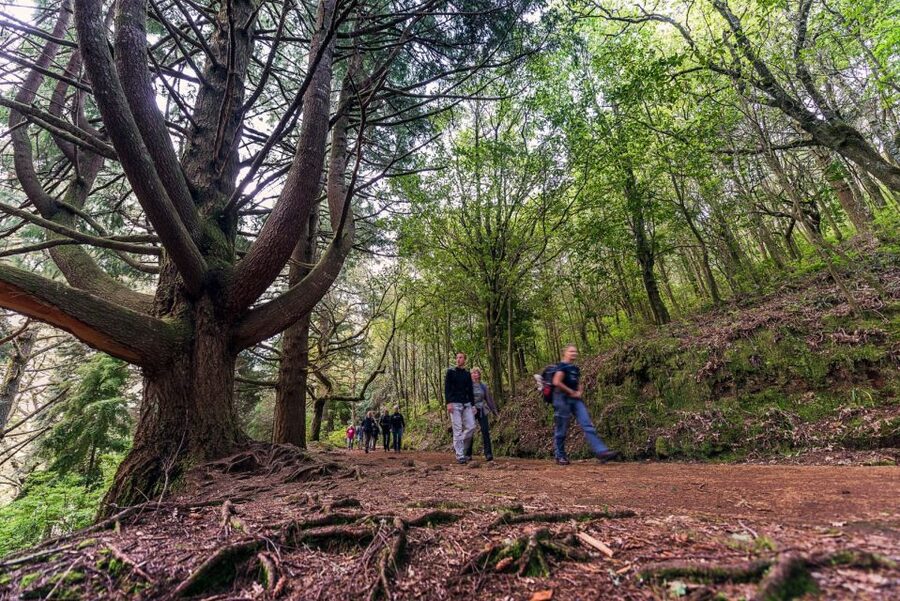 Madeira: Full-Day Laurel Forest Guided Walking Tour - The Thatched House: A Fairy-Tale Cue Before You Walk