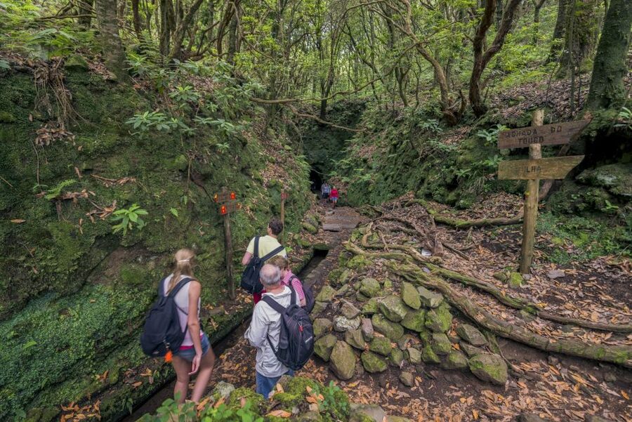 Madeira: Full-Day Laurel Forest Guided Walking Tour - The Return Trip: Same Trail, Different Mood