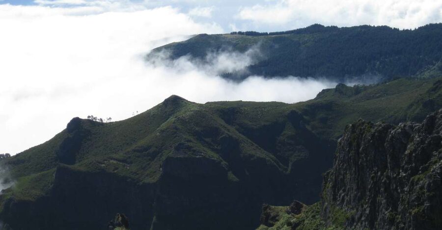Madeira: Full-Day Pico Ruivo / Achada do Teixeira Walk - The heather forest: the part you’ll remember when the photos fade
