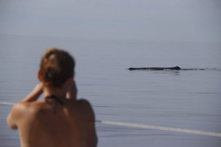 Madeira: Funchal Sunset Tour by Catamaran - Should You Book This Madeira Sunset Catamaran?