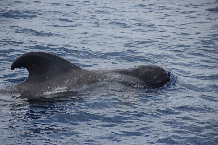 Madeira: Funchal Sunset Tour by Catamaran - Wildlife Watching That Actually Feels Like Searching, Not Guessing