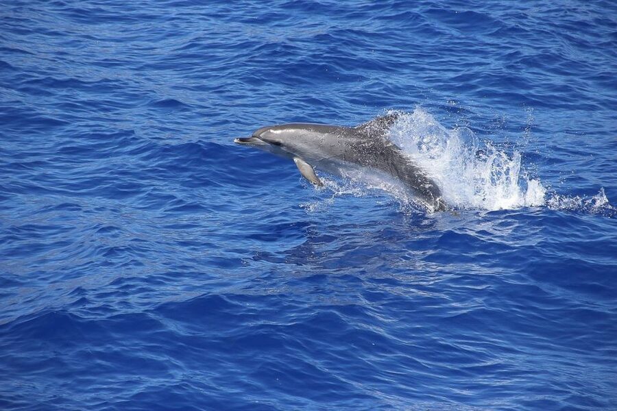 Madeira: Funchal Sunset Tour by Catamaran - Who This Tour Suits Best (and Who Might Want to Skip)