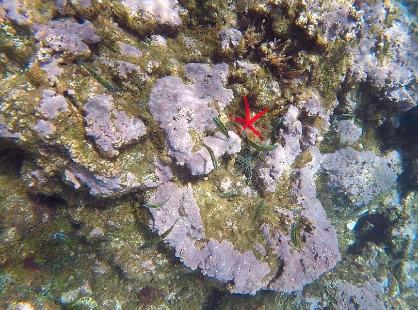 Madeira: Garajau Nature Reserve Kayak and Snorkel Tour - Pebble beach break: views, rest, and a quick reset