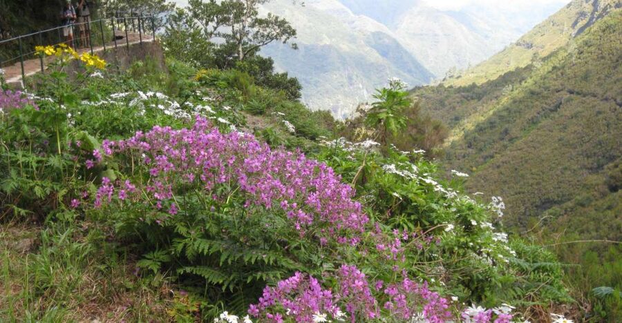 Madeira: Guided Full-Day Rabaçal Walk - Key highlights you’ll actually feel on this walk
