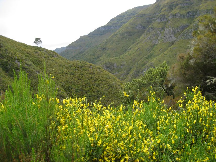 Madeira: Guided Full-Day Rabaçal Walk - Getting started: the descent from Paúl da Serra to Rabaçal