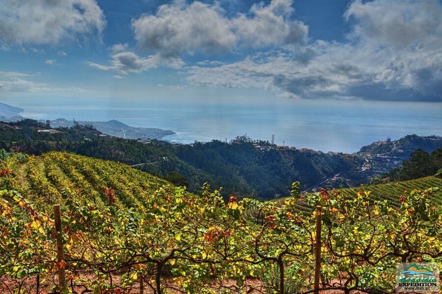 Madeira: Half-Day Nun's Valley and Sea Cliff Tour - Who this tour suits best (and who should skip the bumps)