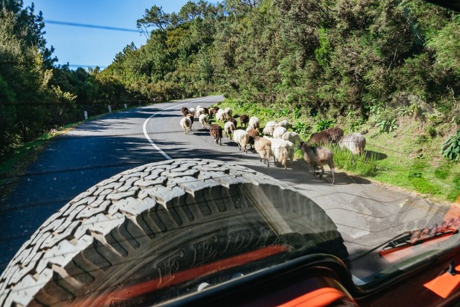 Madeira: Half-Day Pico Areeiro Jeep Tour - Should you book this Pico Areeiro Jeep Tour?
