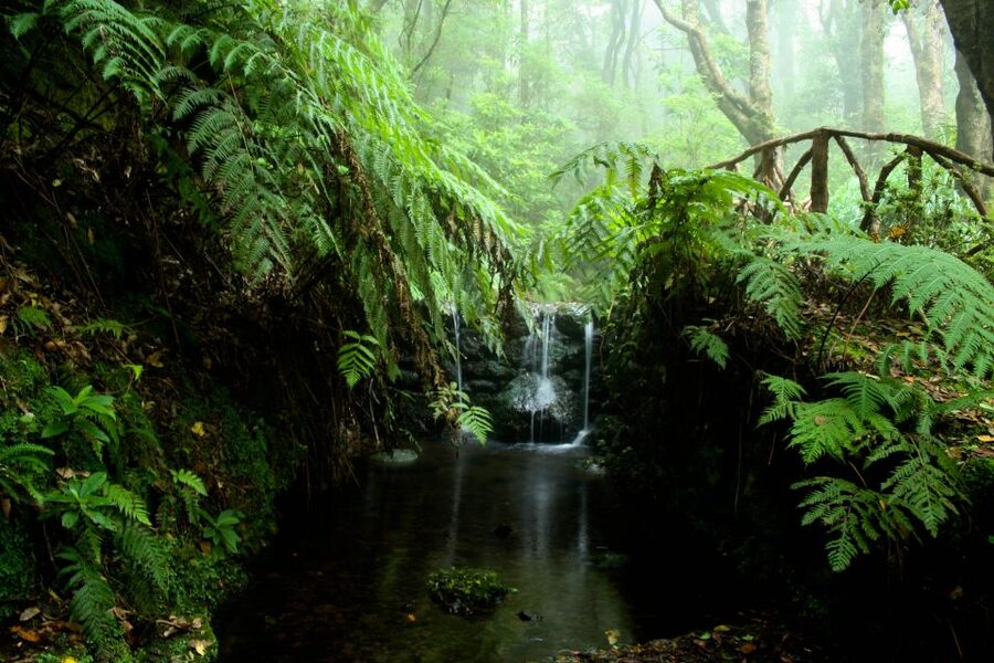 Madeira Island: Caldeirão Verde Levada Walk - The return walk: same route, different mood