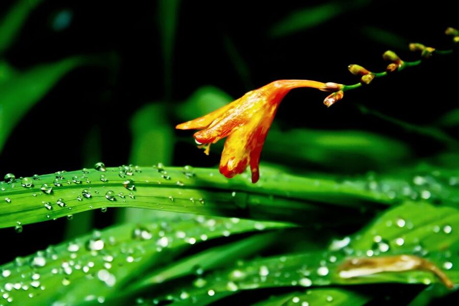 Madeira Island: Caldeirão Verde Levada Walk - Who this hike suits (and who should think twice)