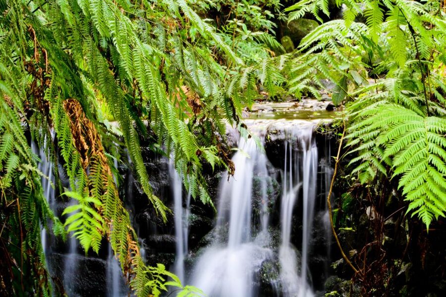 Madeira Island: Caldeirão Verde Levada Walk - Should you book the Caldeirão Verde Levada Walk?