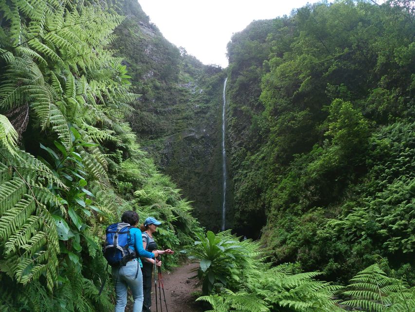 Madeira Island: Caldeirão Verde Levada Walk - Queimadas Forest Park: the start in the Laurissilva UNESCO forest
