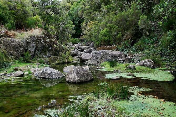 Madeira Levada Walk - Rabacal Lakes and Fountains - The Flow of the Day: Pickup, Breaks, and How Long It Really Takes