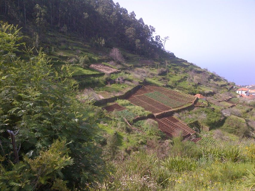 Madeira: Levado do Norte 2-Hour Hiking Tour - Key points to know