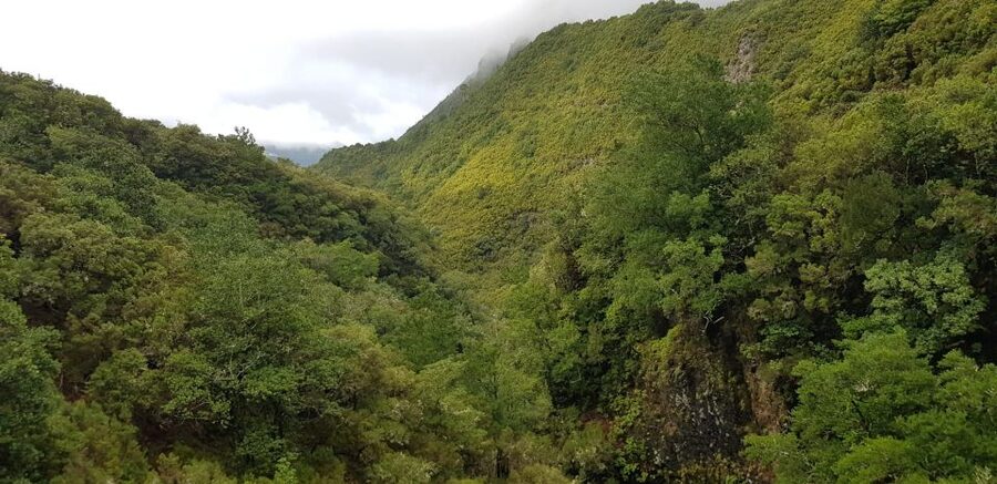 Madeira: Mountain Walk with Lagoon and Waterfalls - Getting value from $55: what you’re paying for