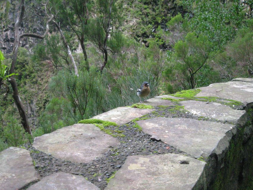 Madeira: Mountain Walk with Lagoon and Waterfalls - Timing, rides, and the reality of an 8-hour outing