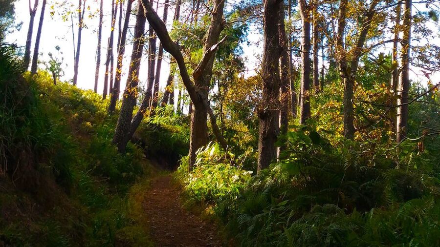 Madeira: Paradise Valley Levada Walk - What makes this $38 value feel fair (and where it isn’t)