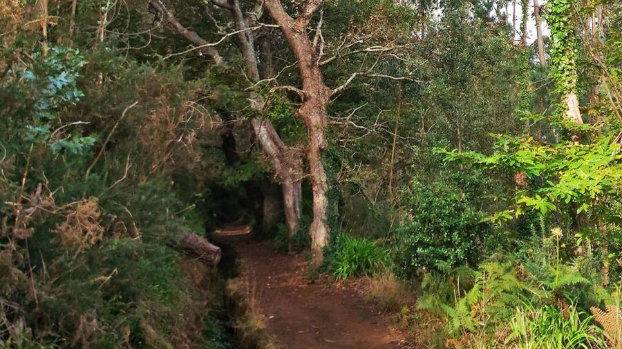 Madeira: Paradise Valley Levada Walk - Hidden forest + gardens: where the route changes from water to wonder