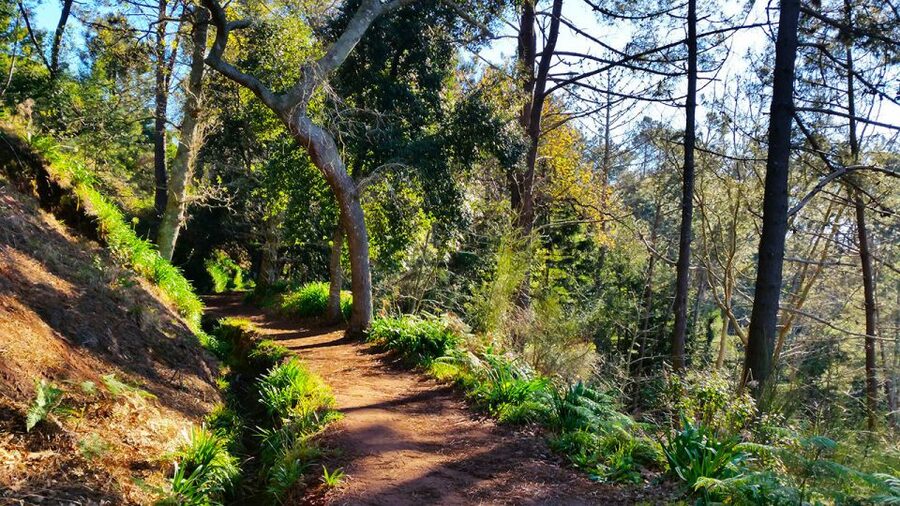 Madeira: Paradise Valley Levada Walk - Viewpoints over Camacha: cultivated terraces meet real perspective