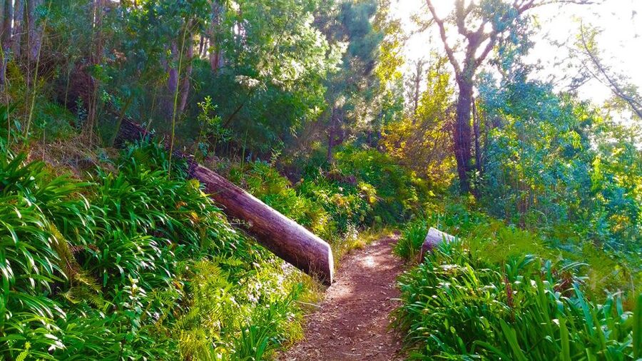 Madeira: Paradise Valley Levada Walk - Flora, fauna, and the sounds of nature: how to get more out of every minute