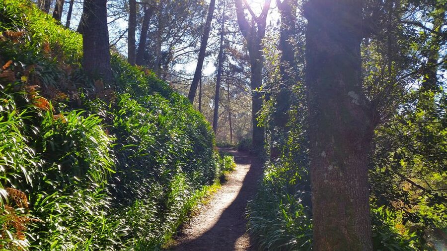 Madeira: Paradise Valley Levada Walk - The cafe break reality: no lunch included, but you can refuel