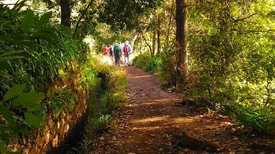 Madeira: Paradise Valley Levada Walk - Vale do Paraíso: setting the stage for a Levada walk