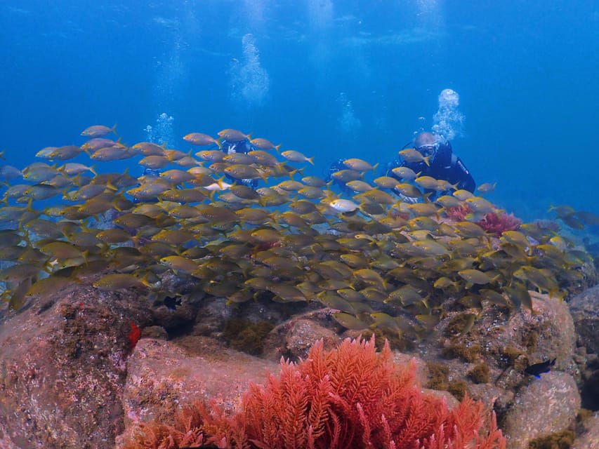 Madeira, Ponta São Lourenço: Scuba Diving for Beginners - Instructors Who Keep You Calm (Nico and Doro in the spotlight)