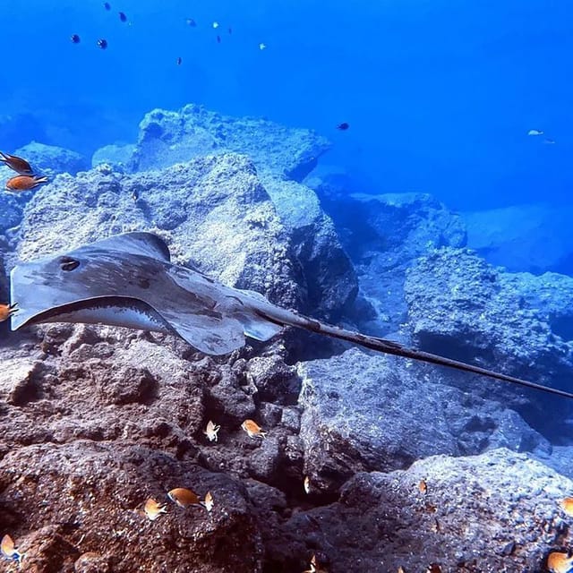 Madeira, Ponta São Lourenço: Scuba Diving for Beginners - The Full Timeline: From Start to Certificate