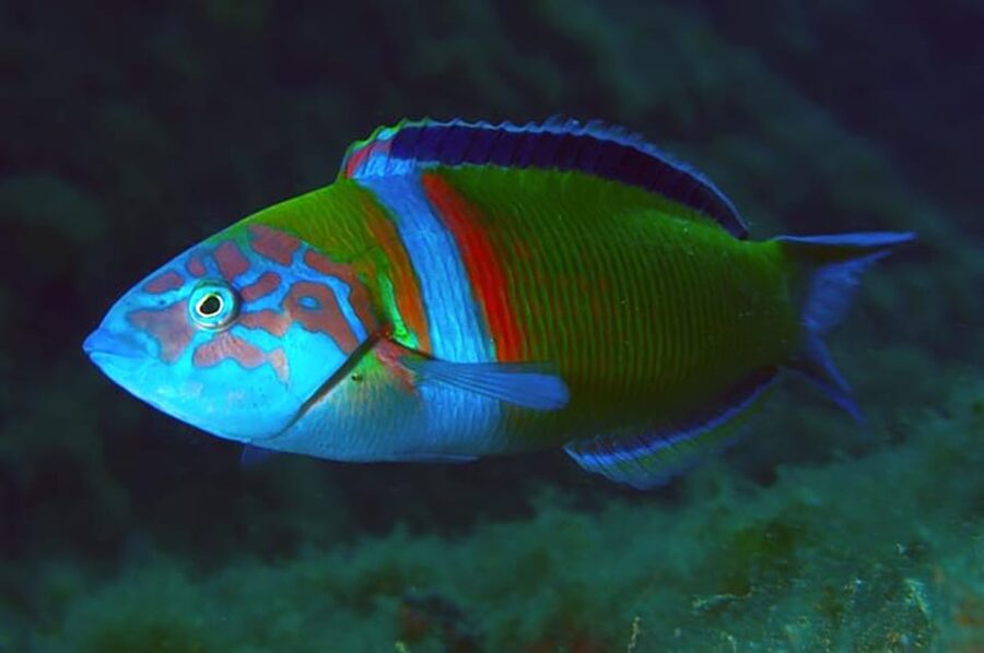 Madeira, Ponta São Lourenço: Scuba Diving for Beginners - Price and Value: Is It Worth $53?