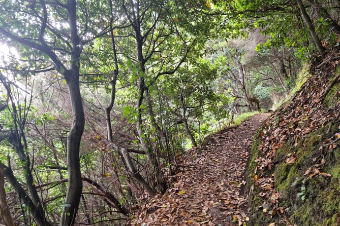 Madeira Porto da Cruz to Machico Self Hiking Tour with Transfer - Pickup and Private Transfer: Getting There Without Stress