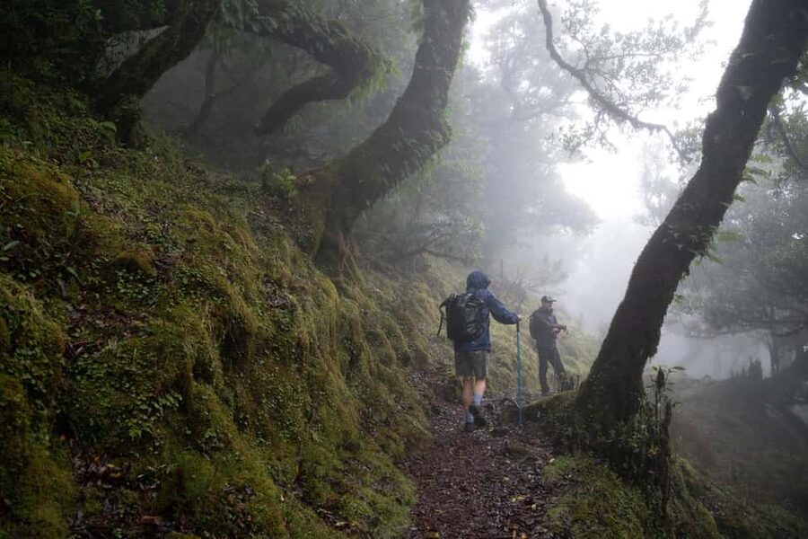 Madeira: PR 9 - Levada do Caldeirão Verde Hike Transfer - Price and logistics: paying for stress-free transportation
