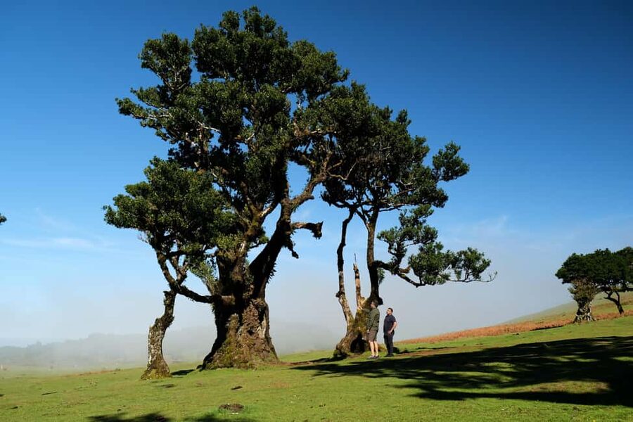 Madeira: PRIVATE 4x4 Jeep Tour - Picking Your Own Madeira Route in a Private 4x4 Jeep