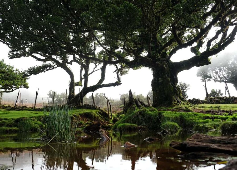 Madeira: PRIVATE 4x4 Jeep Tour - How to Plan Your Half Day or Full Day