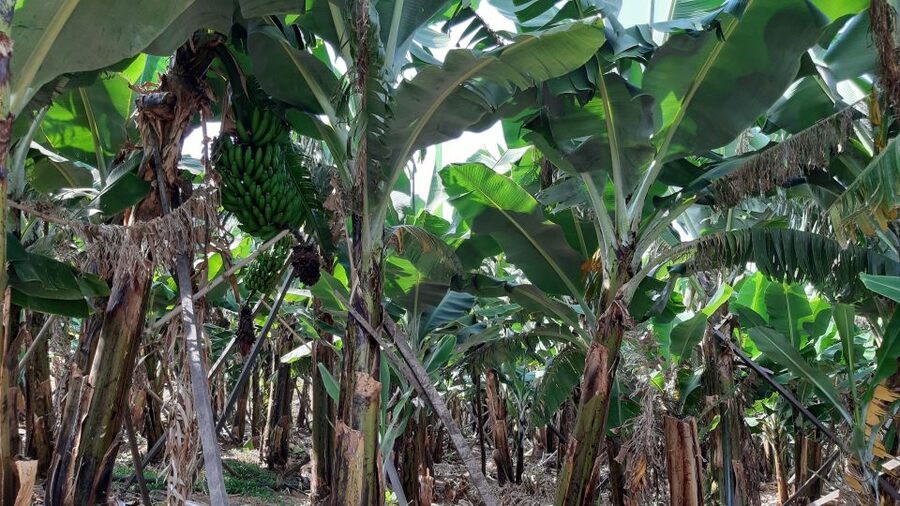 Madeira: Private Banana Farm Tour with Pickup - Key highlights in plain terms