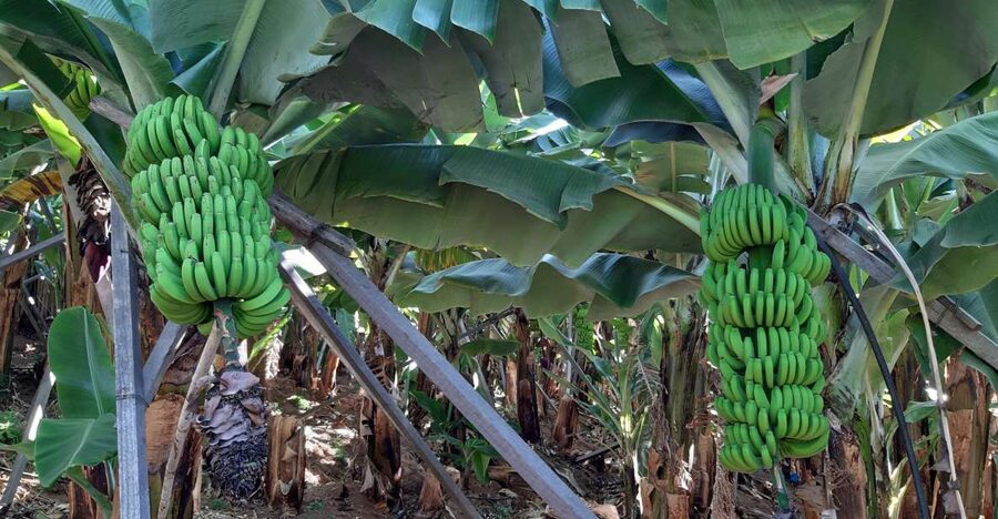 Madeira: Private Banana Farm Tour with Pickup - The Madeira banana angle: why this tour feels different