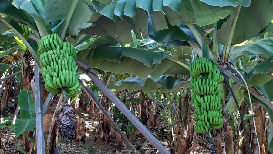 Madeira: Private Banana Farm Tour with Pickup - RG3 viewpoint: the quick geography stop you’ll remember