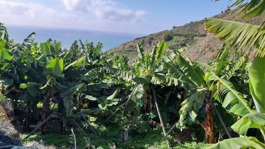 Madeira: Private Banana Farm Tour with Pickup - Price and value: $212 for a group up to 4