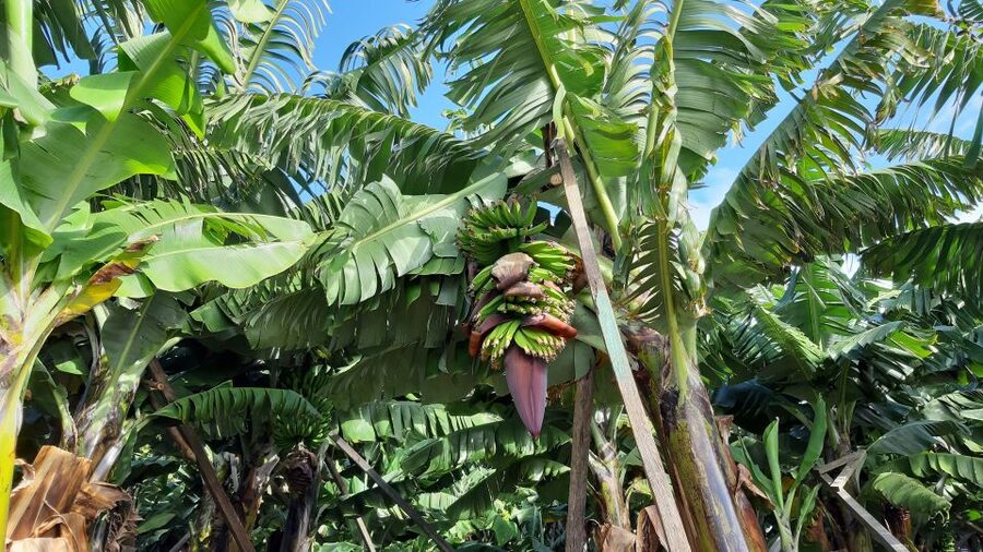 Madeira: Private Banana Farm Tour with Pickup - Who this Madeira banana farm tour suits best