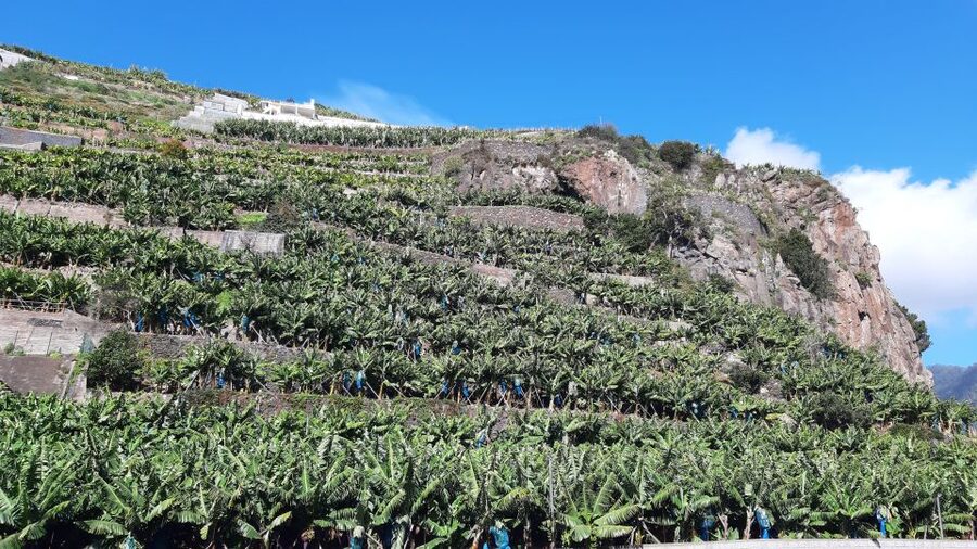 Madeira: Private Banana Farm Tour with Pickup - What to bring (so the 2.5 hours go smoothly)