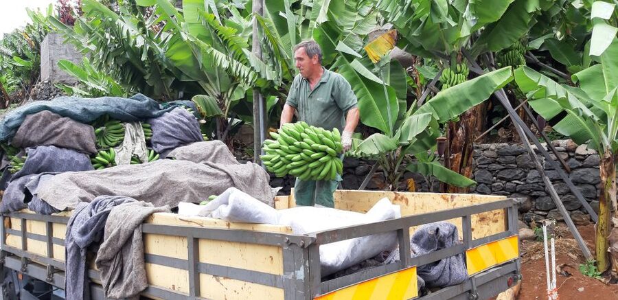 Madeira: Private Banana Farm Tour with Pickup - Getting picked up around Funchal (and why that matters)